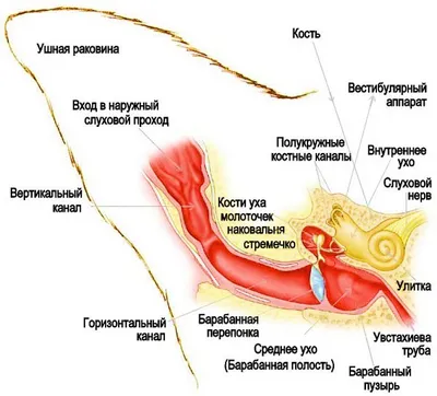 Лечение отита у собак и кошек — ветклиника «Ветдоктор»