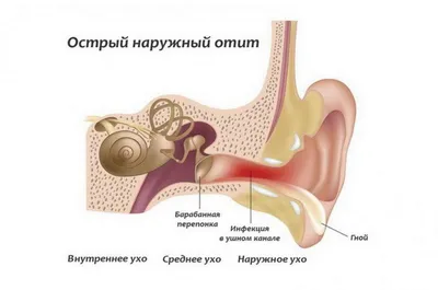 Стёпке, Марику и Фросе необходима диета из-за проблем со здоровьем.  Требуется спец.корм 10кг! | ирина деккер | Дзен
