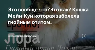 Опухоль в области грудной кости у кошки