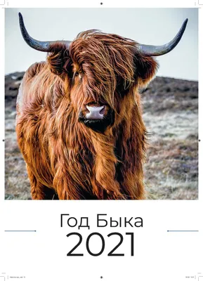 Год быка. Фото. Бык в поле
