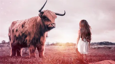Литературные «быки» - Год Литературы