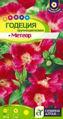 Годеция (Godetia) - «Идеальный цветок, но только для контейнеров и  озеленения балконов? Мой опыт выращивания годеции в 10 лет. » | отзывы