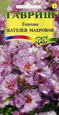 Годеция - фото сортов цветка (крупноцветковая, азалиецветковая, махровая,  монарх, рембрандт, красное вино, стрекоза, мотылек и прочие), выращивание  из семян, посадка и уход, когда сажать в открытый грунт и на рассаду