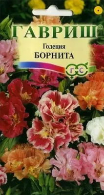 Годеция (Godetia) - «Идеальный цветок, но только для контейнеров и  озеленения балконов? Мой опыт выращивания годеции в 10 лет. » | отзывы