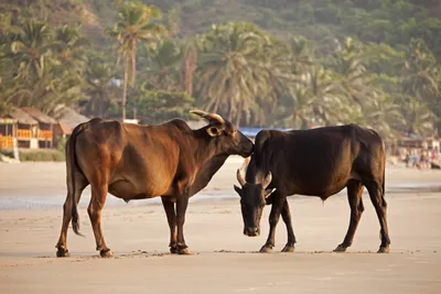 Gokarna the ideal beach destination to engage in water sports and rewind.