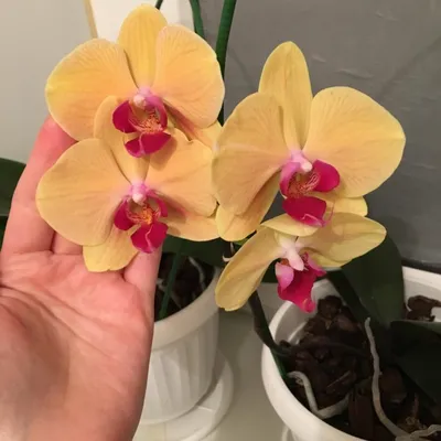 Орхидеи подкатегория
