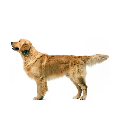 Собака породы золотистый ретривер - YouTube