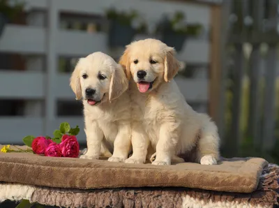Порода собак золотистый ретривер (35 фото) | Симпатичный щенок, Породы  щенков, Ретривер