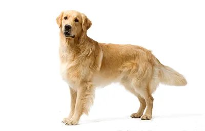 Собака - улыбака породы золотистый …» — создано в Шедевруме
