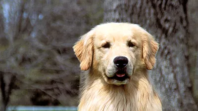 Золотистый (голден) ретривер - солнечная собака | Гавкуша | Дзен
