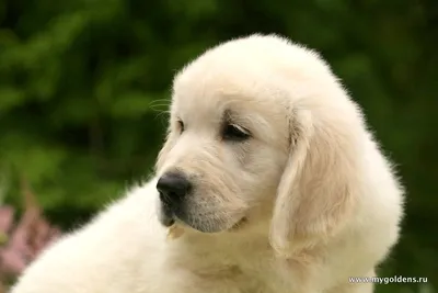 Золотистый ретривер: фото, характер и описание породы | Royal Canin