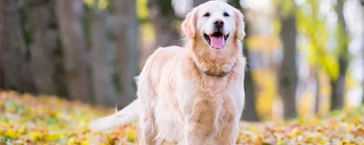 Голден ретривер (фото): Одна из умнейших пород собак | Golden retriever,  Dogs golden retriever, Top 10 dog breeds