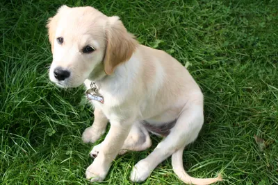 Золотистый ретривер: фото, характер и описание породы | Royal Canin