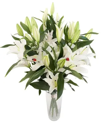 Белые крупные лилии 90-100см (поштучно) купить с доставкой в СПб