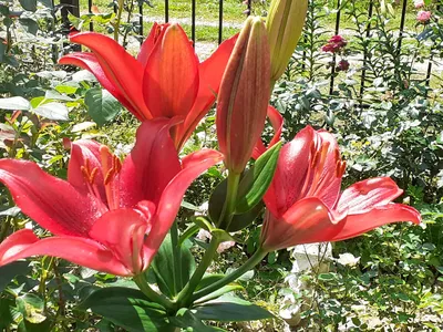 Лилии сада голландских гибридов Стоковое Фото - изображение насчитывающей  реально, хобби: 24054204