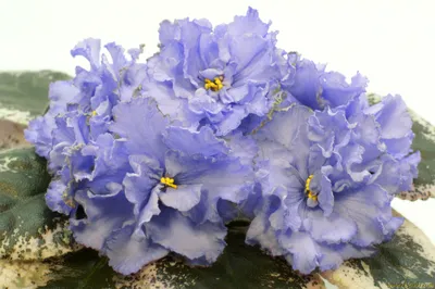 Фиалка бело-голубая ⌀12 купить в Москве с доставкой | Магазин растений  Bloom Story (Блум Стори)