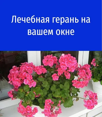 Набор фарфоровый чайный 15 пр 220 мл Голубая герань Дулево (1/1)