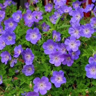 Geranium pratense 'Storm Cloud', Герань луговая 'Сторм Клауд'