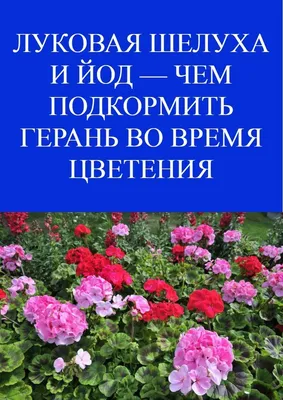 Картина на холсте \"Благородная герань, фиолетовый, синий\" 120x90 см. с  алюминиевым подвесом, в тубусе - купить по низкой цене в интернет-магазине  OZON (551640611)