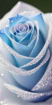 Обои | Голубая роза с бриллиантами | Голубая роза, Розы, Цветочные фоны