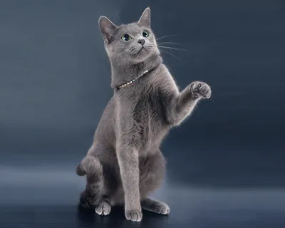 Эксклюзивные фотографии голубой кошки