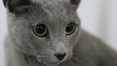 Фотография голубой кошки в хорошем качестве