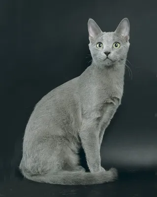 Голубая кошка фотографии