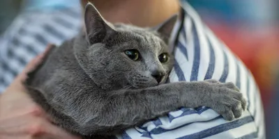 Загадочная голубая кошка на вашем экране