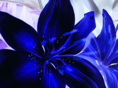 Голубая лилия. 👍💞🥰 - Создано Природой | Facebook