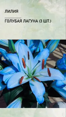 Панели ПВХ с фотопечатью \"PANDA\" Голубая лилия - купить недорого в  интернет-магазине