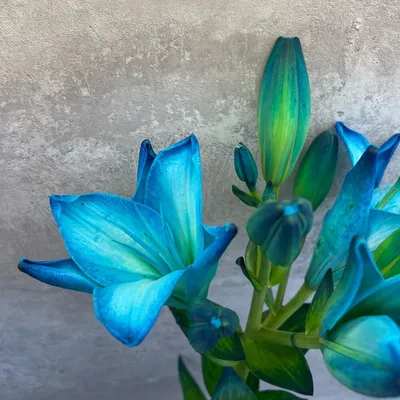 Аленький цветочек Лилия Голубая Лагуна, луковичные многолетние цветы