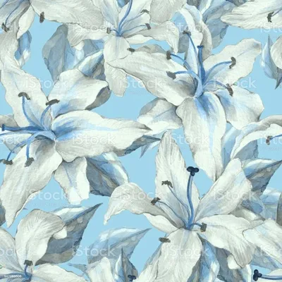 Голубая лилия фото фотографии