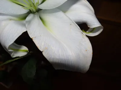 ᐉ Картина цветы и растения Нежная голубая лилия 71x51 см (A1000-2)
