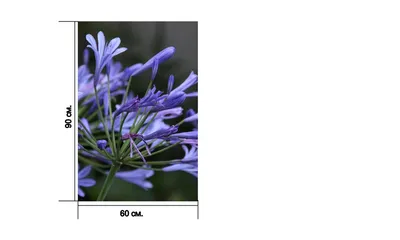 Ожидание-реальность: голубая лилия | Наша жизнь| сад и огород | Дзен