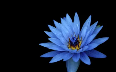 Панели ПВХ 3D «Лилия голубая» 8*250*2700мм