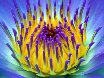 ᐉ Картина цветы и растения Необычная голубая лилия 112x68 см (A1000-5)