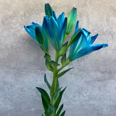 Лилия бумажная голубая 3 см, лилия голубая, бумажная лилия голубая 3 см  Таиланд, голубая лилия, цена за 1 шт (ID#928665632), цена: 6 ₴, купить на  Prom.ua