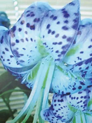 Лили Цветок Голубая Водяная Лилия - Бесплатное фото на Pixabay - Pixabay