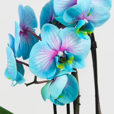 Голубая орхидея фото фотографии