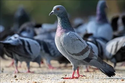 Ученые заявили, что голуби способны думать быстрее людей: новости,  германия, голуби, интеллект, домашние животные