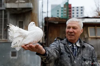 Город Голубь (Columba Livia Domestica) На Рынке Грайфсвальда,  Мекленбург-Передняя Померания, Германия. Виньетирование Был Применен.  Фотография, картинки, изображения и сток-фотография без роялти. Image  31312691