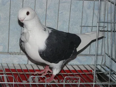 Немецкая чайка: pigeons_ru — LiveJournal