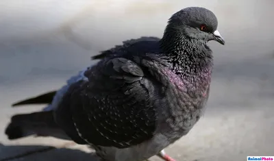 Город Голубь (Columba Livia Domestica) На Рынке В Грайфсвальд,  Мекленбург-Передняя Померания, Германия. Виньетирование Был Применен.  Фотография, картинки, изображения и сток-фотография без роялти. Image  31320769