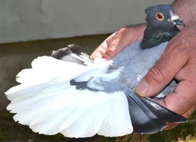 Pigeons of Russia. Moscow seagull white. Orlovsky Thurman white. - YouTube