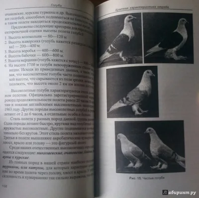 Голуби | Пикабу