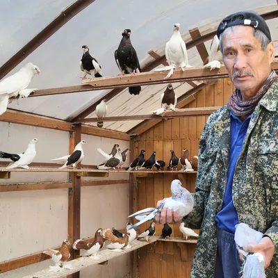 Курскі голуби України Kursk pigeons | Facebook