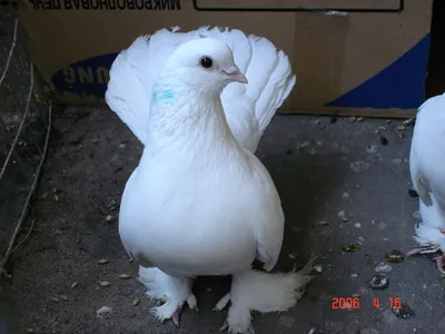 Голуби . Бельцкие двучубые турманы