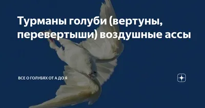 Птенец голубя - 68 фото