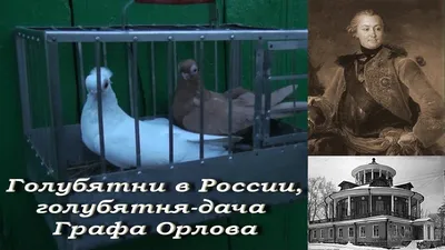 Курские турманы - Энциклопедия владельца птицы
