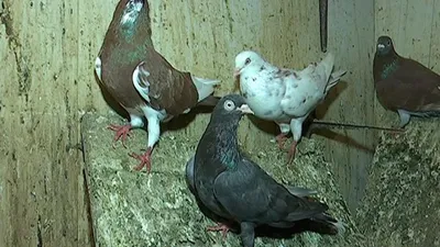 Алтайские голуби
